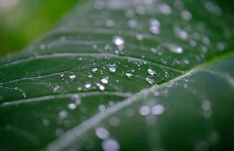 Close-Up of Dew Droplets on Large Green Leaf Stock Photos