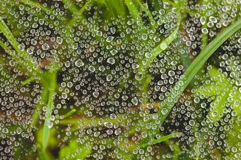 Close-up of dew droplets on the spider web Stock Photos