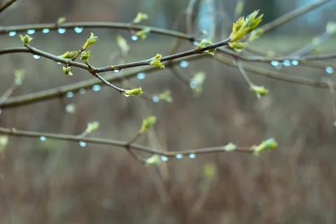 Close up dew drops on birch twigs concept photo Stock-Fotos