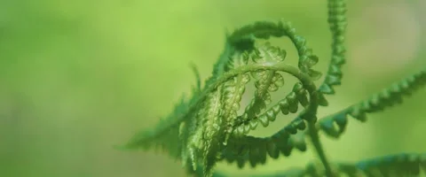 Close up of dew drops on a Fern Stock Footage 251713312