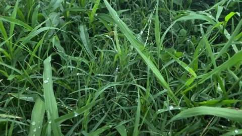 Close Up of Dew Drops on Fresh Green Grass After Rain Stock Footage 339877245