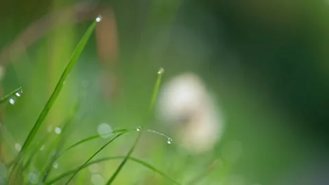 Close-up of dew-drops on grass blades, glistening in the soft morning light. The Stock Footage 280430777