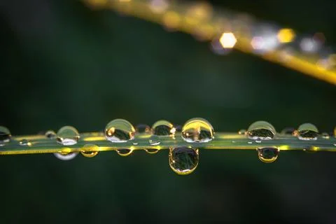 Close-up dew drops on a grass leaf. bokeh in the background. Selective, sof.. Stock Photos