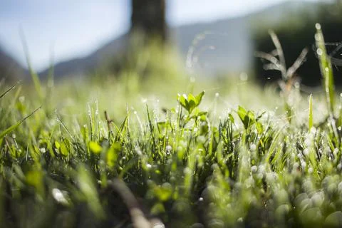 Close up of dew drops on grass Stock Photos