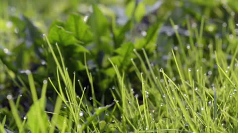 Close-up of dew drops on green grass Stock Footage 23474529