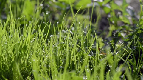 Close-up of dew drops on green grass Stock Footage 34547023