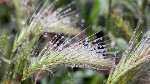 Close up of dew drops on a green grass. Macro Stock Footage 133137661