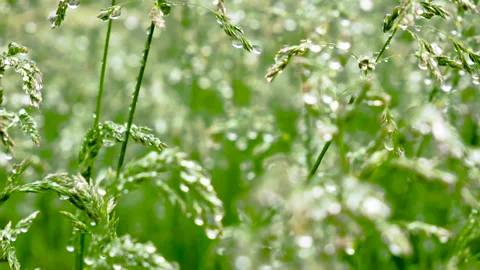 Close up of dew drops on a green grass Stock Footage 133138206