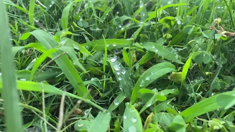 Close Up of Dew Drops on Green Grass and Clover After Rain Stock Footage 339877236