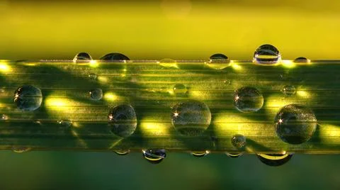 Close-up dew drops on a green grass leaf. Selective, soft focus Stock Photos