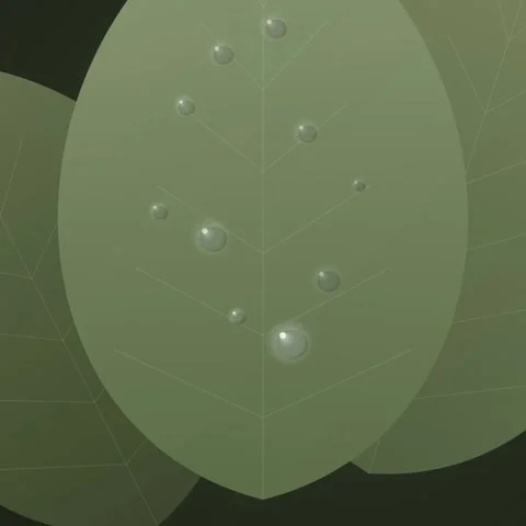 Close-up of Dew Drops on Green Leaf Veins, Nature's Freshness and Purity Stock Footage 346283856