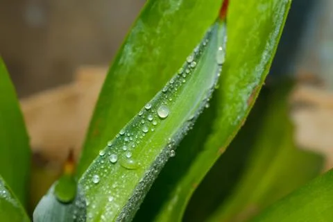 Close up of dew drops on green leaf Stock Photos
