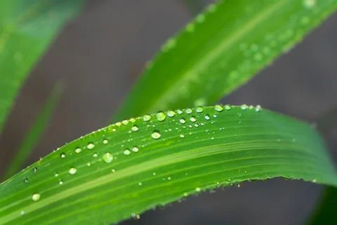 Close up of dew drops on green leaf Stock Photos