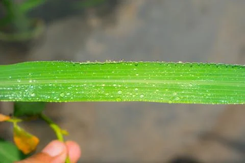 Close up of dew drops on green leaf Stock Photos