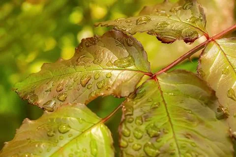 Close up of dew drops on green leaf Stock Photos