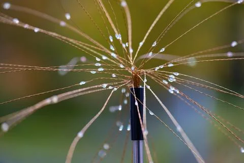 Close-up: Dew Drops on Greenery Stock Photos