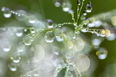 Close-up of dew drops hanging on the grass. Stock-Fotos