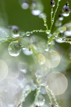 Close-up of dew drops hanging on the grass. Stock Photos