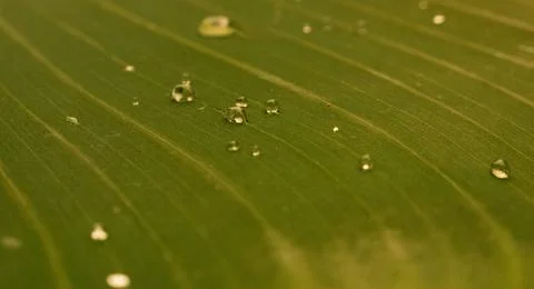 Close-Up of Dew Drops on Leaf: A Serene Snapshot of Nature's Morning Beauty Foto stock