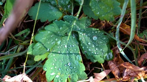 Close-up, dew drops lie on green leaves on a Sunny autumn day Video stock 97332869