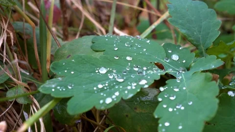 Close-up of dew drops that lie on a green leaf in the garden in th early morning Stock Footage 97336193