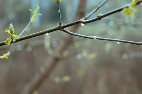 Close up dew drops on maple branches concept photo Stock Photos