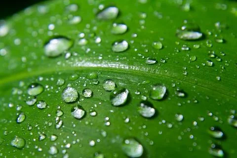 Close up of dew drops resting on a green leaf after a morning rain in a ser.. Stock Photos