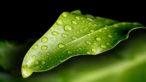 Close-Up of Dew Drops on Vibrant Green Leaf Stock Footage 327194249