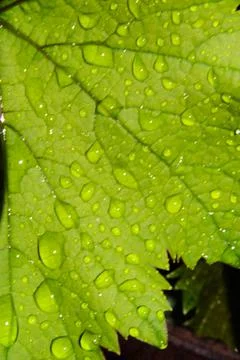 Close-up of dew drops on a vine leaf. Stock Photos