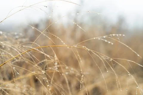 Close-up of dew drops on yellow grass. Stock Photos