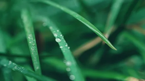 Close-up of dew on grass Stock Footage 234053604