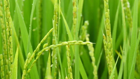 Close up of dew Grass Growing on field, Gyeongsan-si, Gyeongsangbuk-do, 動画素材 163995533