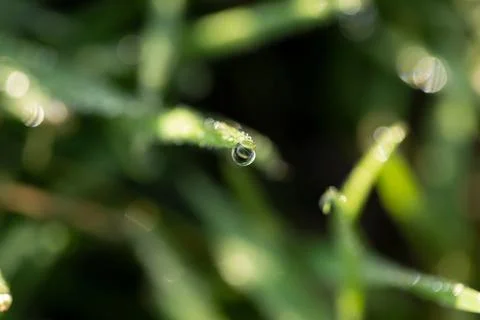 Close-up of dew on the grass, macro Stock-Fotos