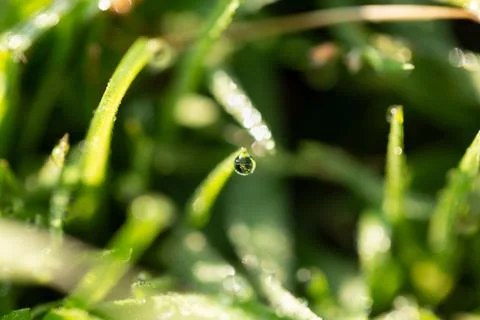 Close-up of dew on the grass, macro 写真素材