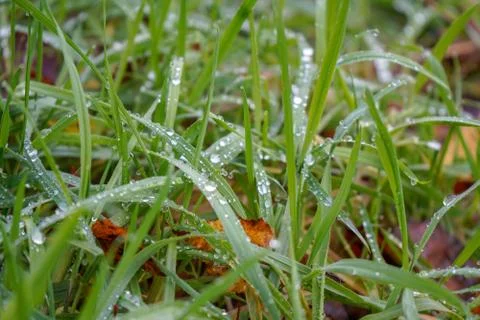 Close up of dew on green grass Stock Photos