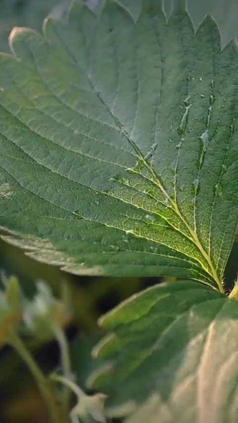 Close-up of dew on green strawberry leaves in soft light Stock Footage 346540686