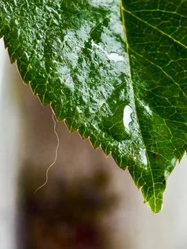 Close-up of dew on a leaf with soft focused background Stock Photos