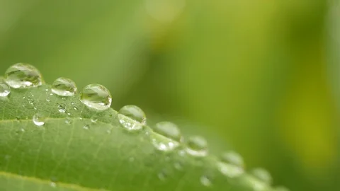 Close up of dew on leaves with blurred green nature background Stock Footage 109398457
