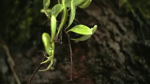 Close up dew on a moss Stock Footage 205425557