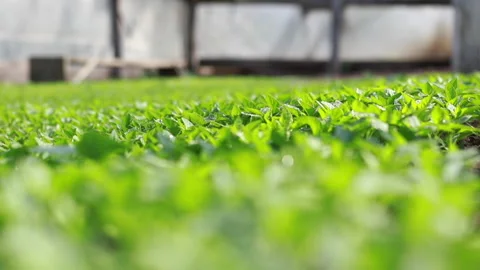 Close-up of dew or rain drops on the leaves of plants Stock Footage 131588227