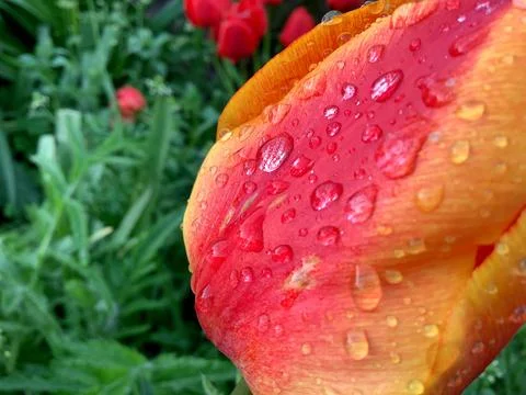 Close Dew raindrops on a red-orange tulip Bright and saturated colors Greens Stock Photos