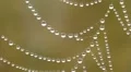 Close-up of dew water droplets on spider web HD Footage