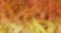 Close-up of dew water droplets on spider web HD Footage