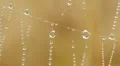 Close-up of dew water droplets on spider web HD Footage