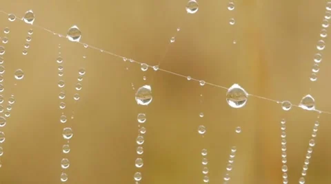 Close-up of  dew water droplets on spider web 스톡 동영상 8663665