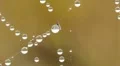 Close-up of dew water droplets on spider web HD Footage
