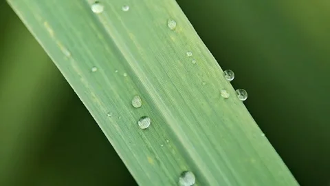 Close-up of Dewdrops on Green Leaf, Macro Shot of Nature's Beauty Stock Footage 320328253