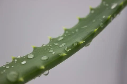 Close-up of Dewy Aloe Vera Leaf with Spikes Stock Photos