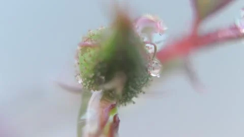 Close-up Dewy Flower Bud Fotos de archivo