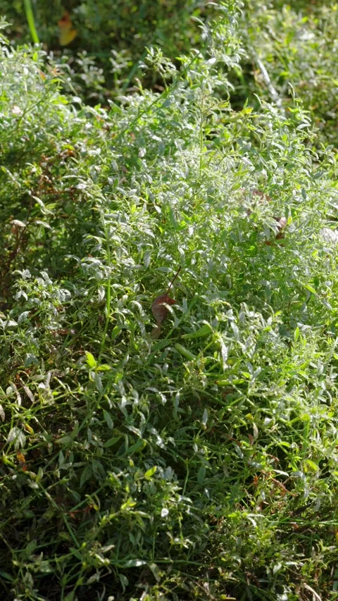 Close-up of dewy groundcover and grass with shifting morning sunlight glint outd Stock Footage 345677068